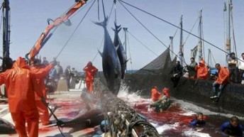 Los agentes sociales y la Ley que regulará la protección social en el sector marítimo-pesquero